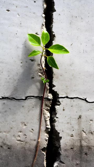 plant-growing-through-crack-concrete-wall_786255-14940